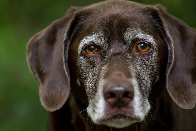 Erfaringer fra jægere: Labradorens rolle i jagten