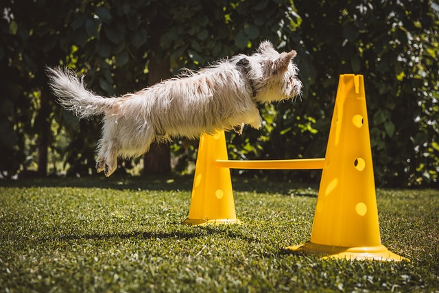 Guide: Sådan træner du din hund til at være velopdragen på offentlige steder