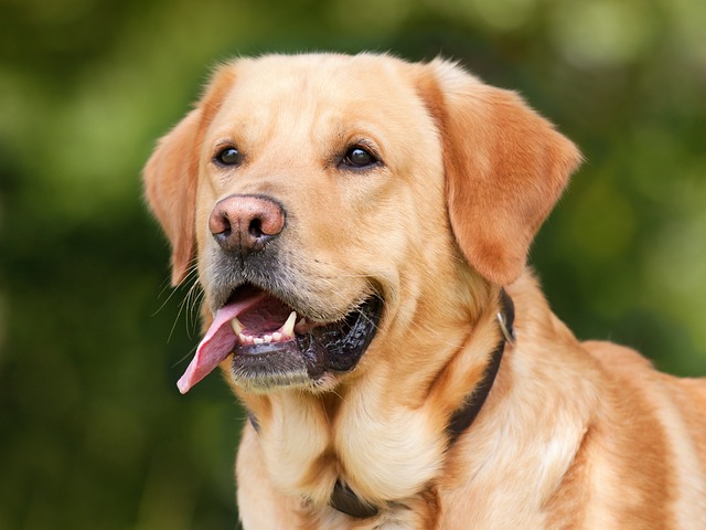 Fra hvalp til lydig hund: En guide til træning af din labrador med kærlighed