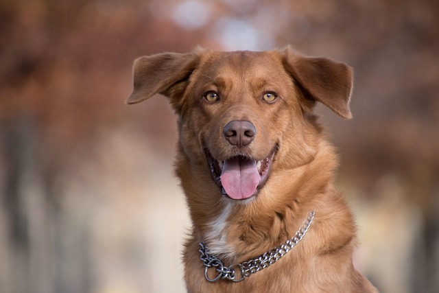 De 7 bedste hundehalsbånd til labradors: Komfort og stil i fokus